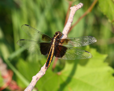 Widow Skimmer (L. luctuosa) - female