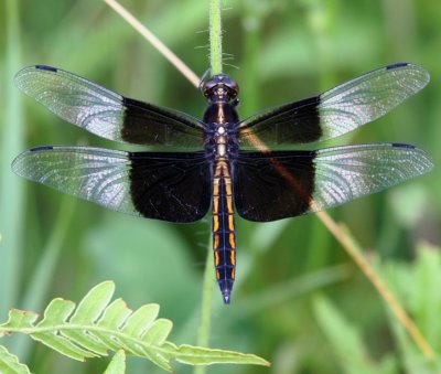 Widow Skimmer (L. luctuosa) - juv male