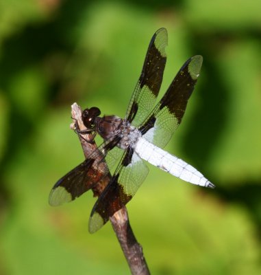 Common Whitetail (L. lydia) - male