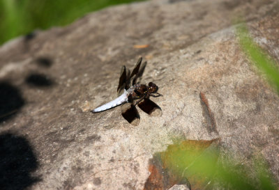 Common Whitetail (L. lydia) - male