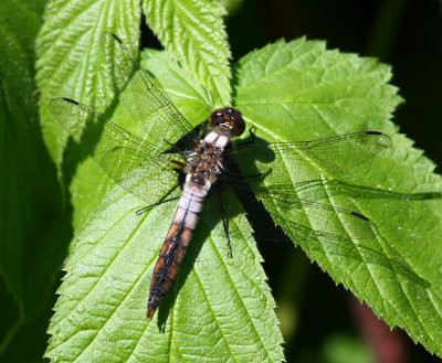 Chalk-fronted Corporal (L. julia) - male