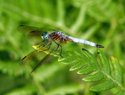 Blue Dasher (P. longipennis) - male