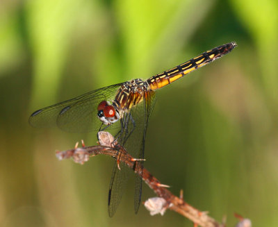 Blue Dasher (P. longipennis) - female