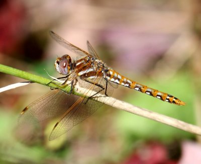 Variegated Meadowhawk (S. corruptum) - female