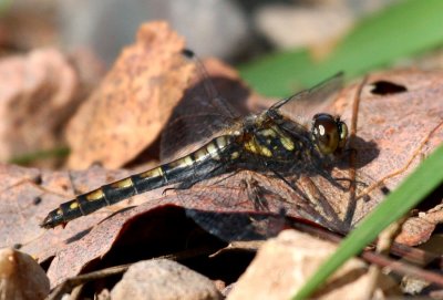 Black Meadowhawk (S. danae) - female