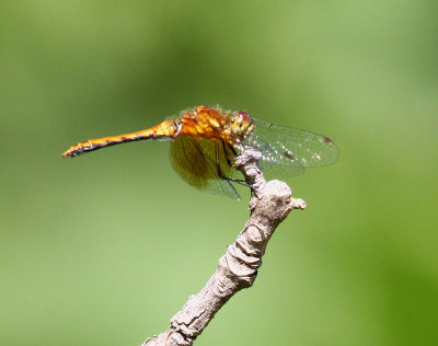 Band-winged Meadowhawk (Sympetrum semicinctum)