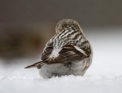 Hoary Redpoll 7599