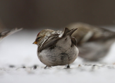 Hoary Redpoll 7563