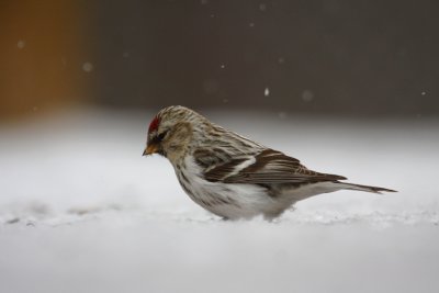 Hoary Redpoll 7529