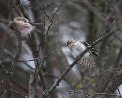 Hoary Redpoll 7654