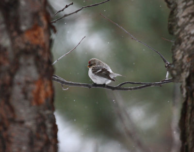 Hoary Redpoll 7675