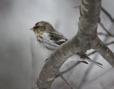 Hoary Redpoll 7697