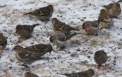 Hoary Redpoll 7284