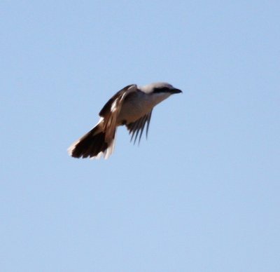 Northern Shrike 9469