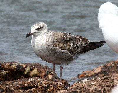 Lesser Black-backed Gull