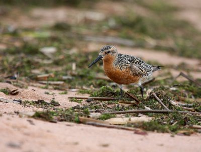 Red Knot 2296