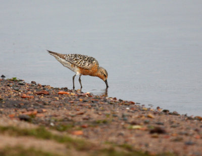 Red Knot 2232
