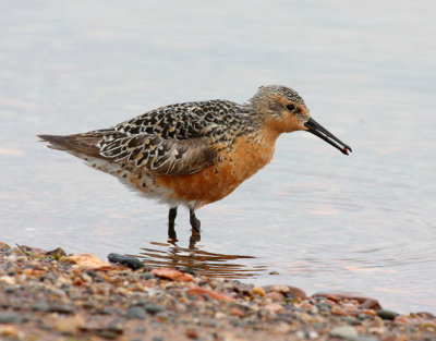 Red Knot 2385