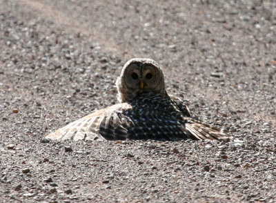 Barred Owl 2507