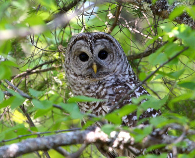 Barred Owls - May 2009