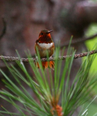 Rufous Hummingbird 9316