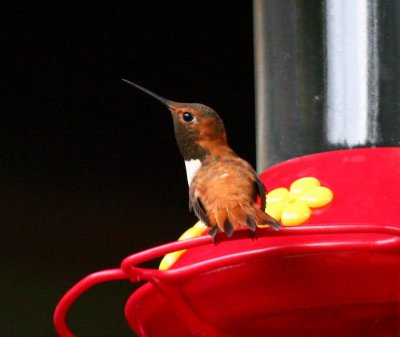 Rufous Hummingbird - July 2009