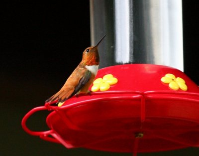 Rufous Hummingbird 9355