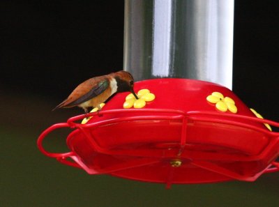 Rufous Hummingbird 9363