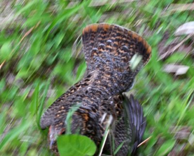 Spruce Grouse 3397