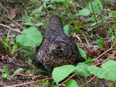 Spruce Grouse 3415