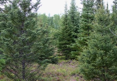 Spruce Grouse Habitat 3442