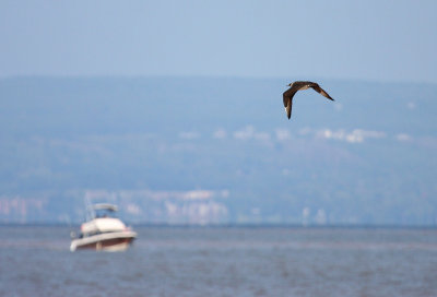 Parasitic Jaeger 1948