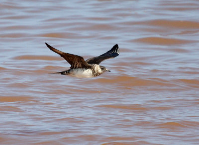 Parasitic Jaeger 1963