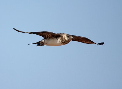 Parasitic Jaeger 2098