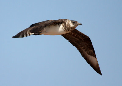 Parasitic Jaeger 2100