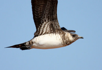 Parasitic Jaeger 2103