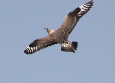 Parasitic Jaeger 2118