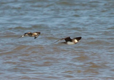 Parasitic Jaeger 2170