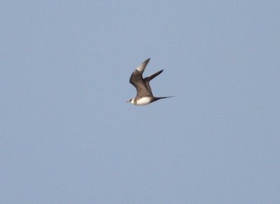 Parasitic Jaeger 2157