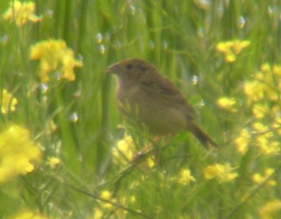 Grasshopper Sparrow 3328