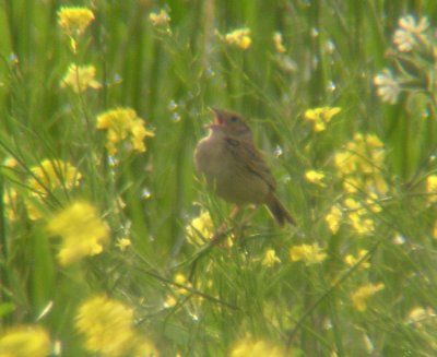 Grasshopper Sparrow 3329