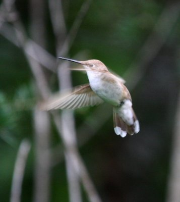 Odd Ruby-throated Hummingbird