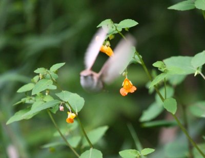 Ruby-throated Hummingbird 1180
