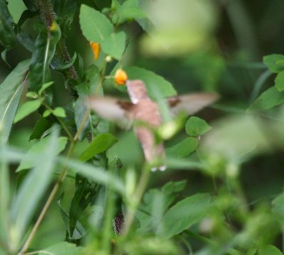 Ruby-throated Hummingbird 1179