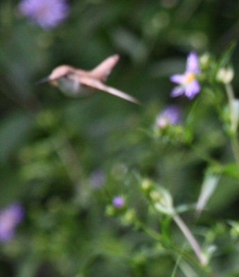 Ruby-throated Hummingbird 1176