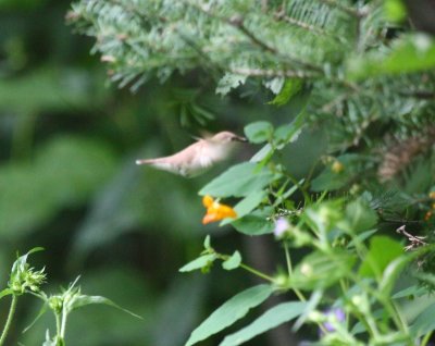 Ruby-throated Hummingbird 1174