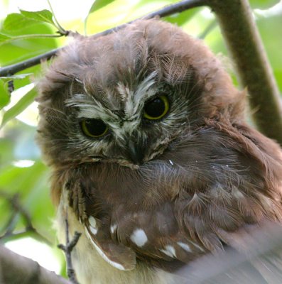 Northern Saw-whet Owl 2643