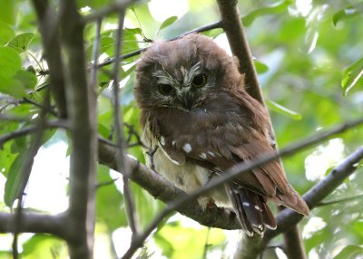 Northern Saw-whet Owl 2650