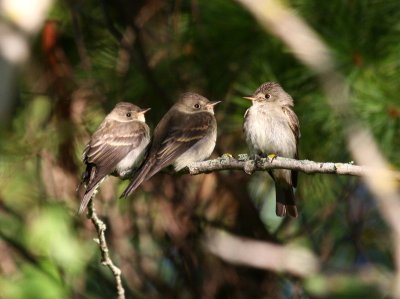 Eastern Wood-Pewee 2465