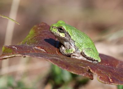 Eastern Gray Treefrog 3073